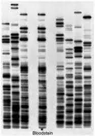 Реферат: Dna Fingerprinting Essay Research Paper DNA FingerprintingDNA