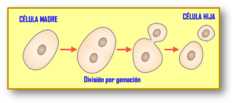 GEMACION