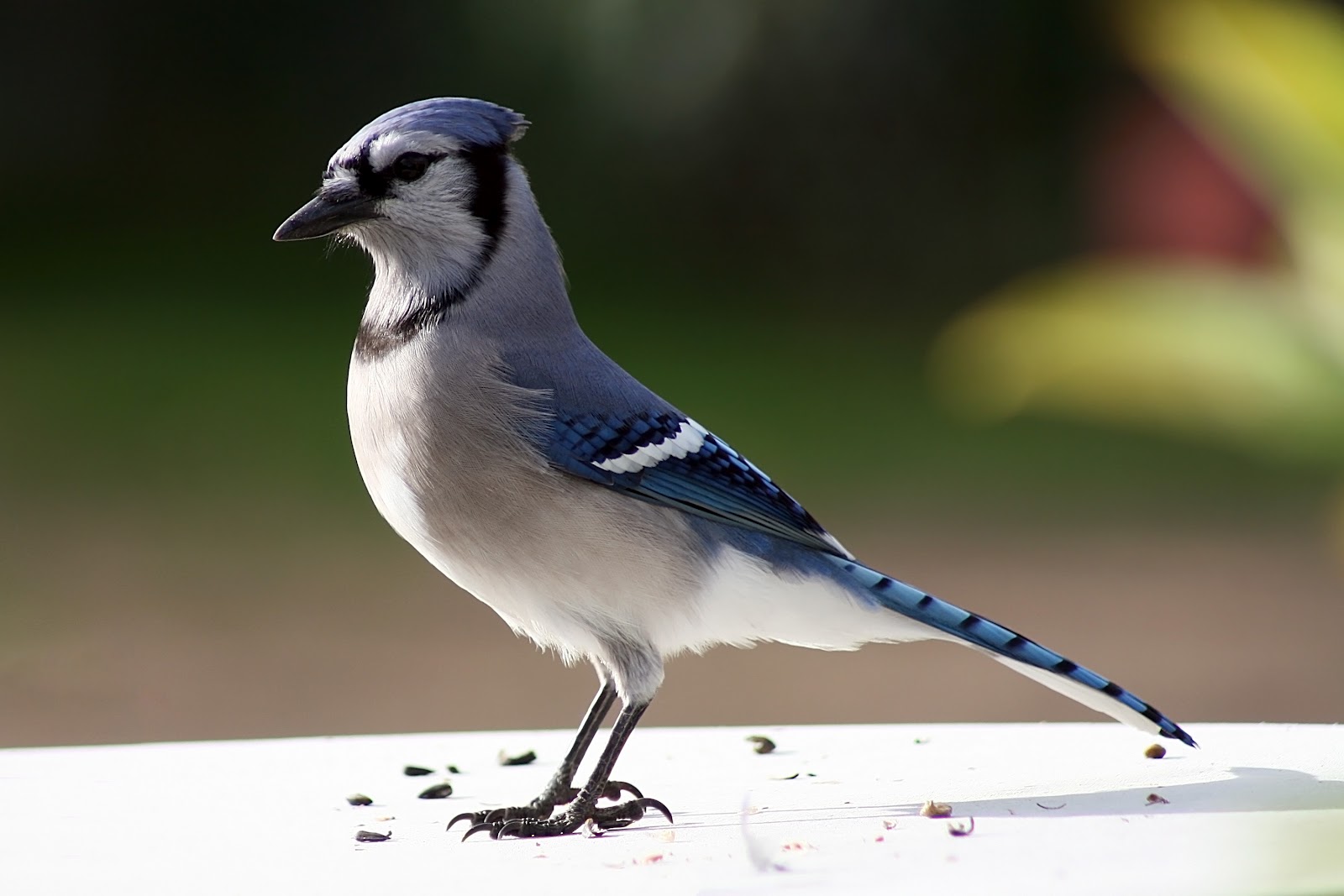 Wild life: Blue jay | wild birds