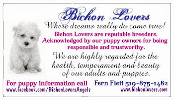 Bichon Lovers