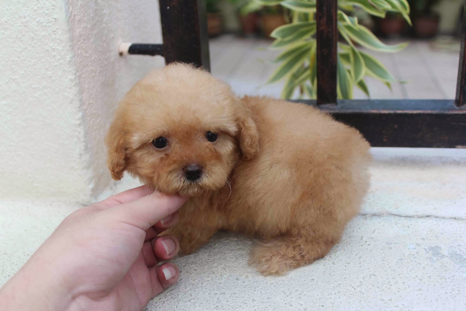 LovelyPuppy 20131009 TCup Apricot Color Puppy