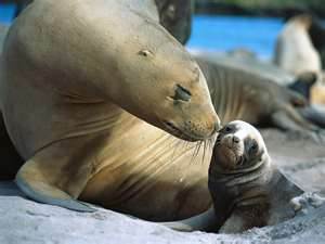 Sea Lion Smooch Auckland Islands New Zealand Sea Lion Smooch Auckland Islands New Zealand