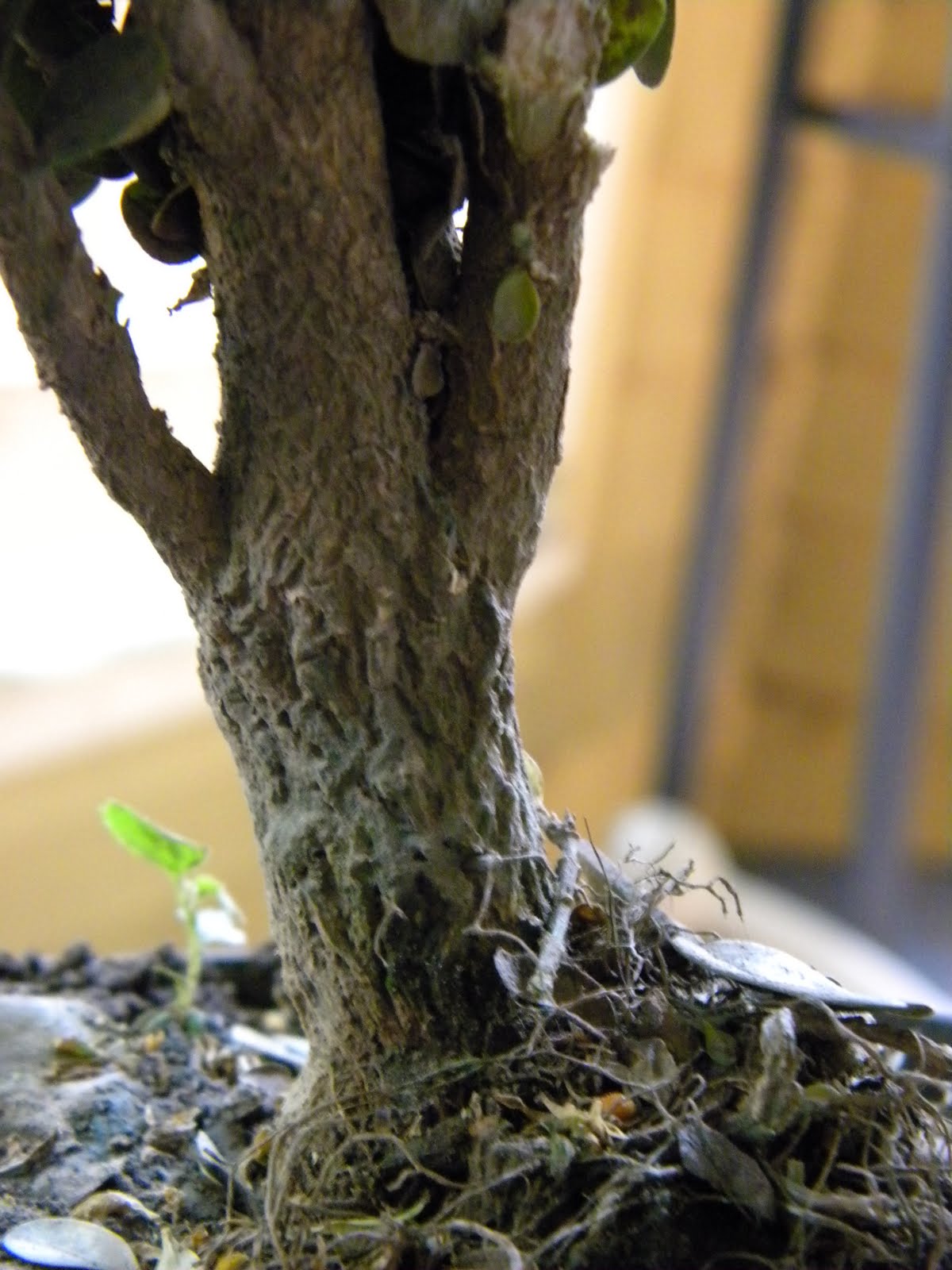 Variegated Heights Of My Favorite Takes Me Back To Paris