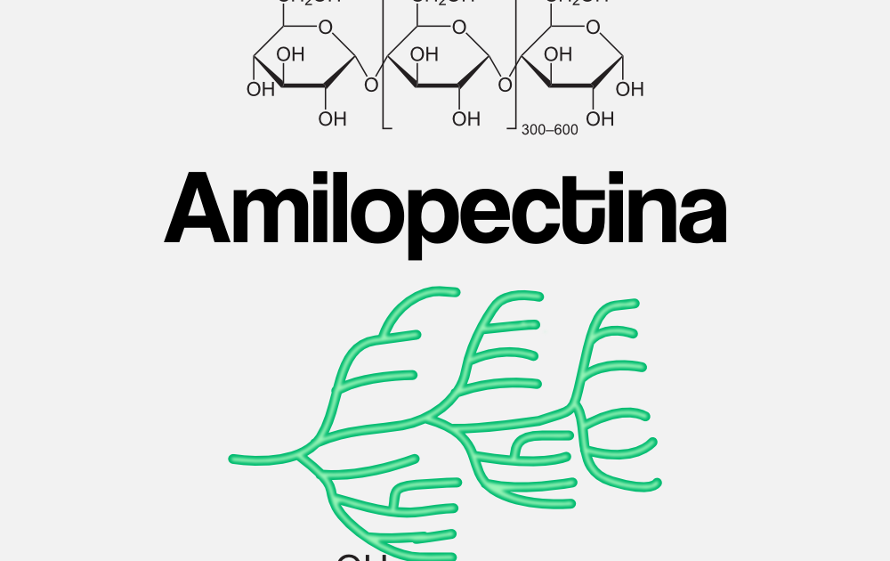 estructura de la amilosa y amilopectina pdf