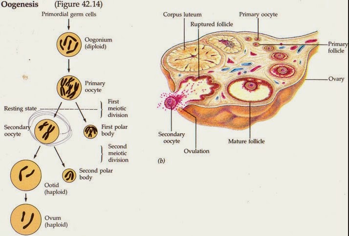 Tahapan Oogenesis pada Wanita | ZONA BIOLOGI KITA