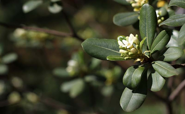 Pittosporum Tobira Flowers Pictures