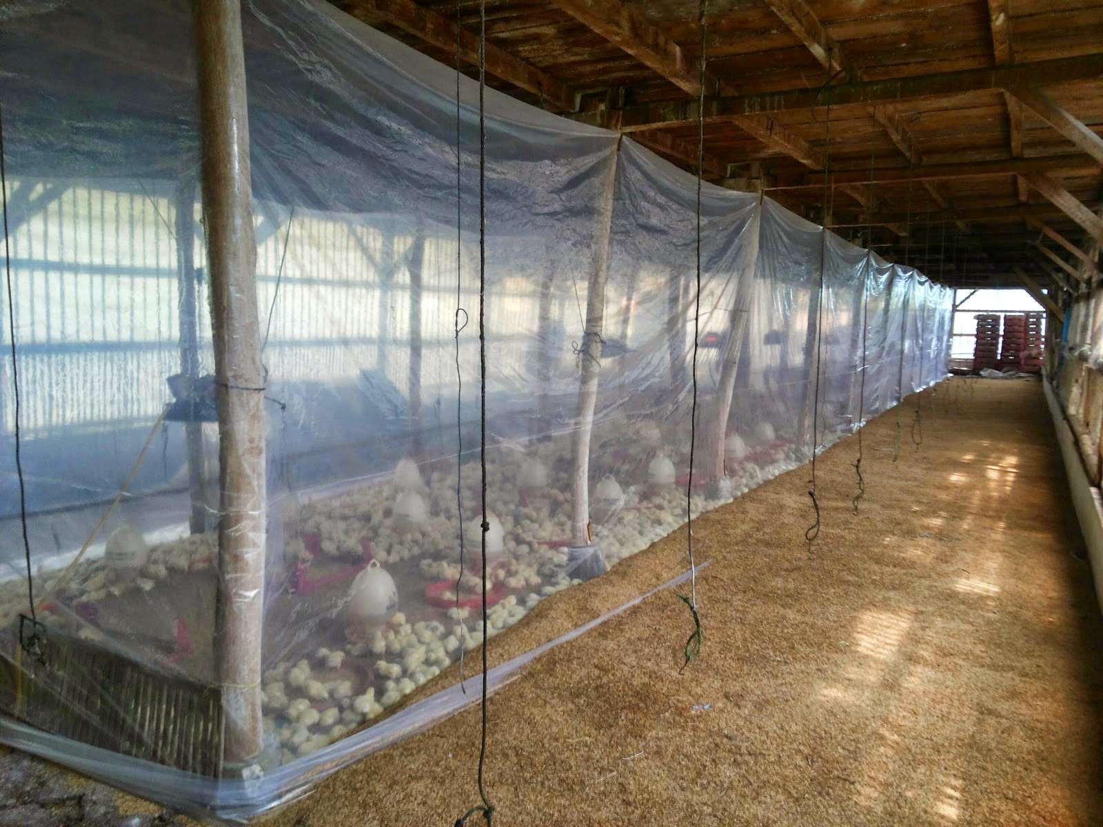 cara menangani crd komplek di peternakan ayam 2 ternak cara menangani crd komplek di peternakan ayam 2 ternak