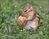 Nutty Chipmunk