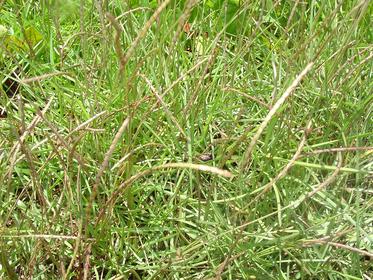ARTE Y JARDINERÍA : Césped con bajo mantenimiento en agua. Eremochloa