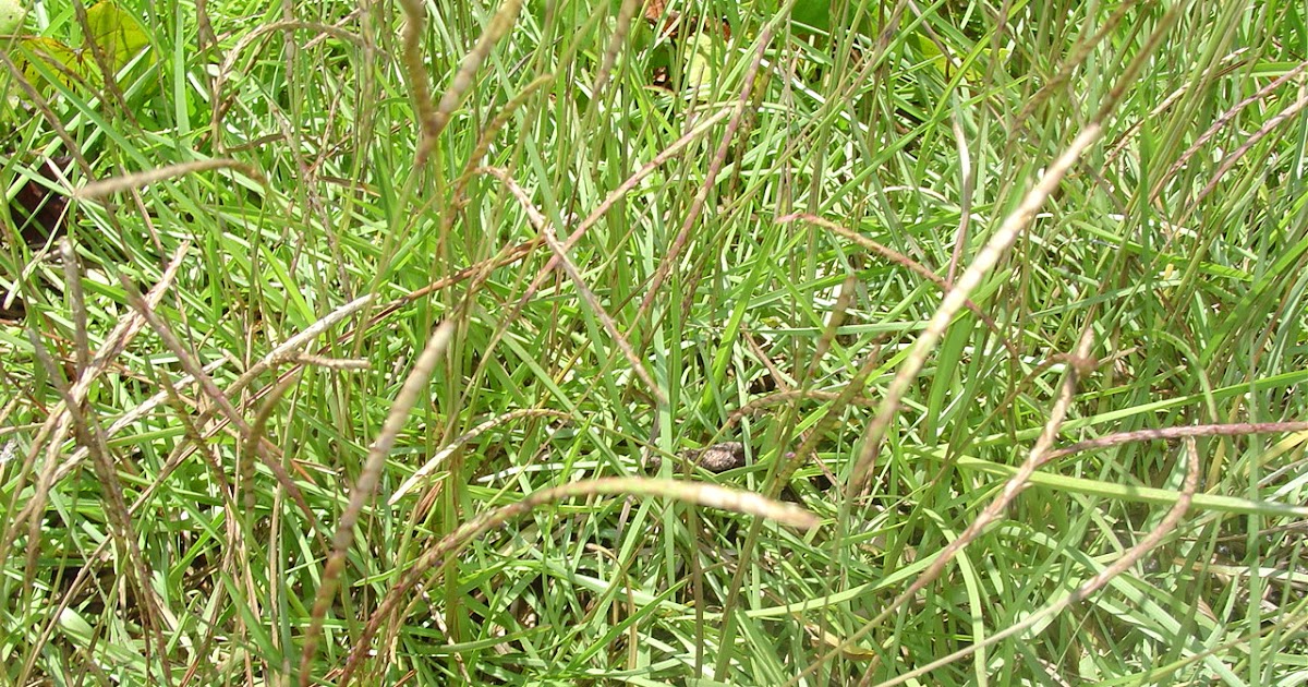 ARTE Y JARDINERÍA : Césped con bajo mantenimiento en agua. Eremochloa