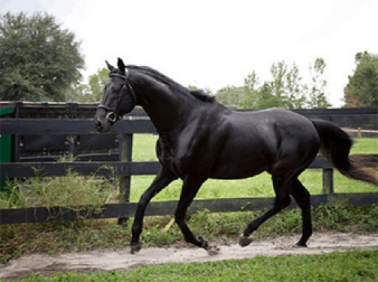 Black Thoroughbred Racehorse