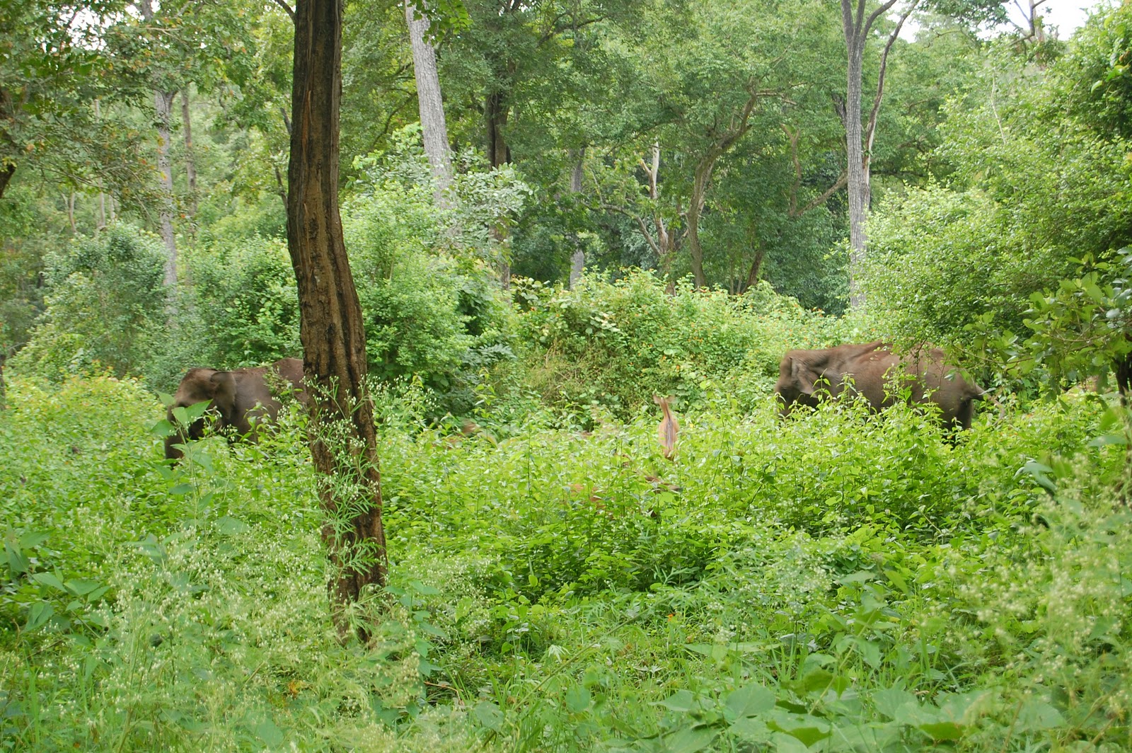 Thiruneetru Pachilai
