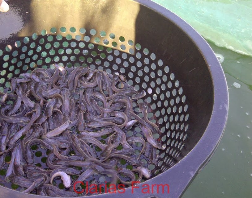 Tips Cara Budidaya Ikan Lele Tanpa Sortir Budidaya Ikan Lele