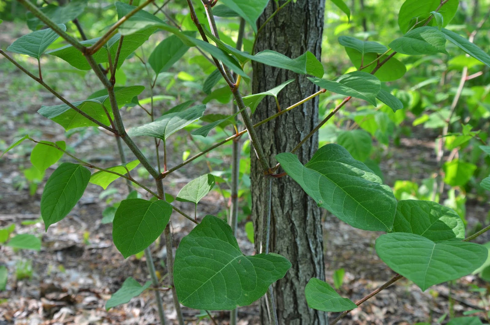 Glastonbury Bittersweet Battlers Invasive Plants Journal May Invasive