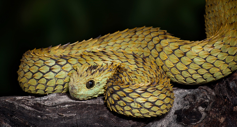 Photography Blog Bush Viper Snake