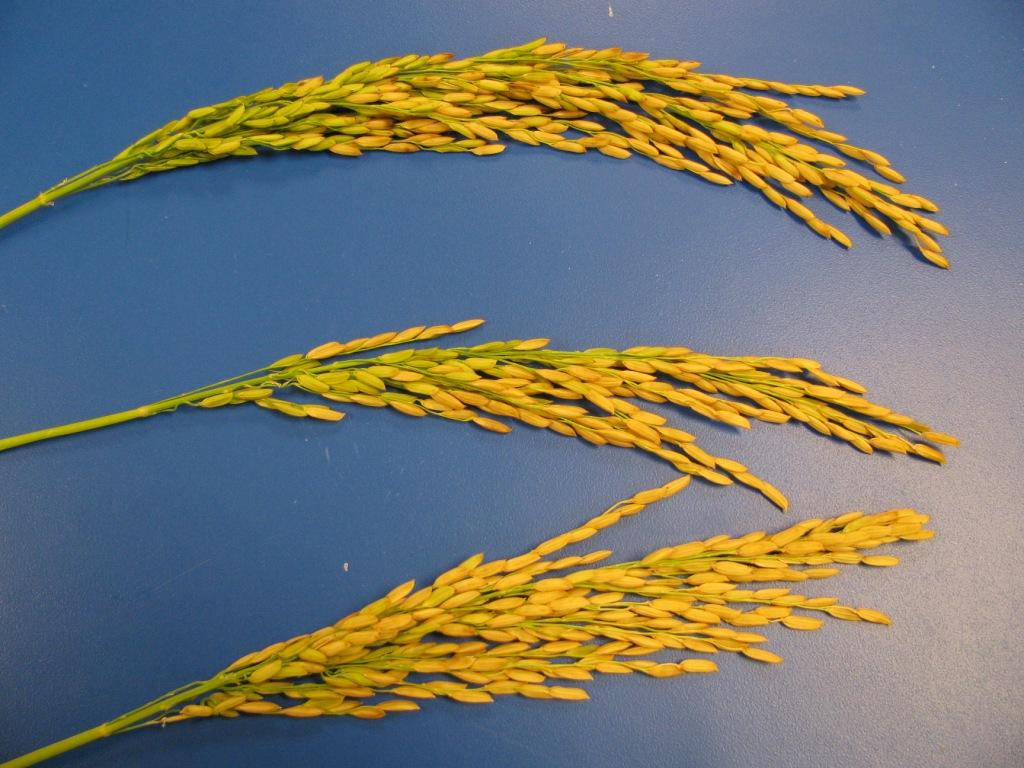 Arkansas Rice Make Me Hungry