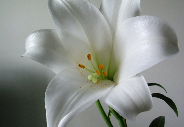 Beautiful Picture Gallery of Mix Flowers Wallpapers - Enchanting World