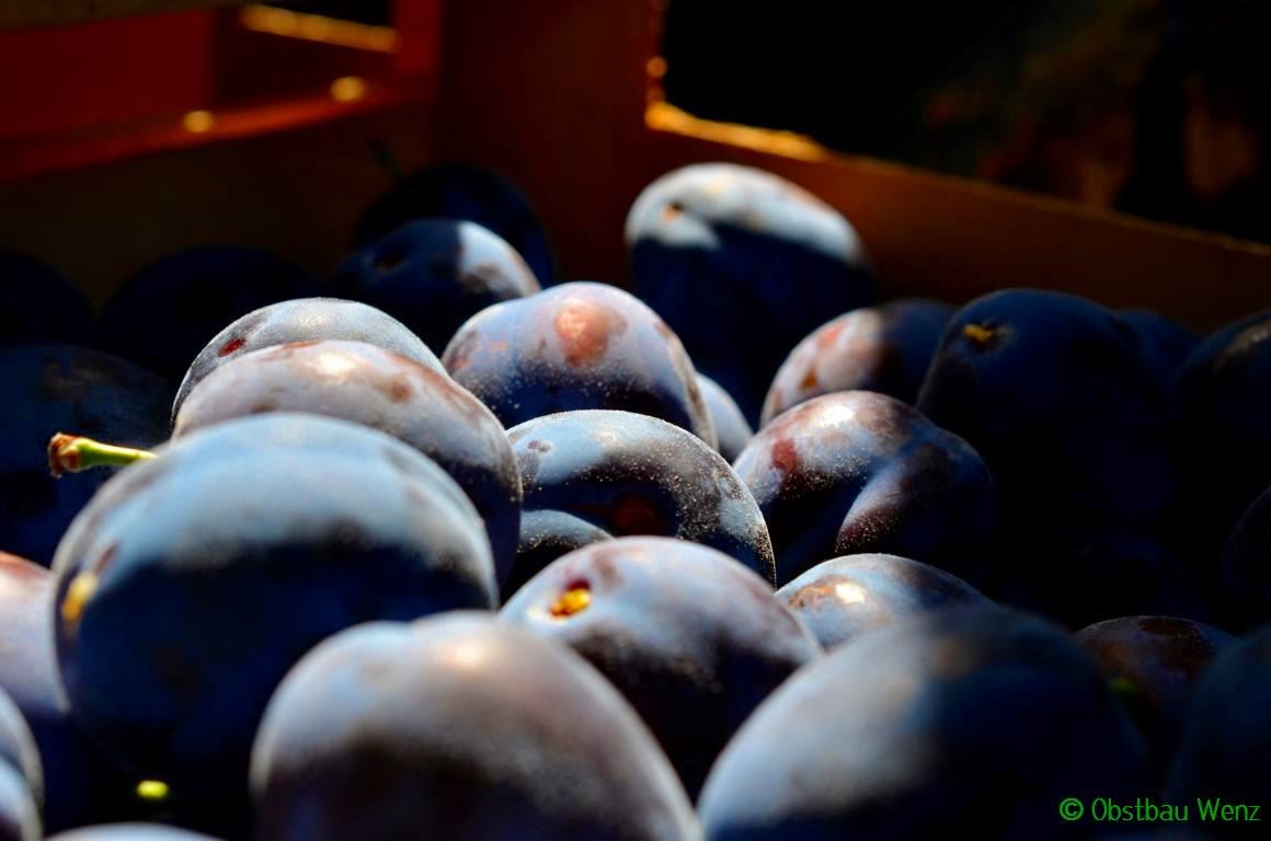 Zwetschgen Zwetschgen