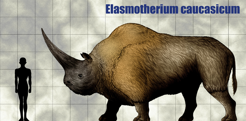 elasmoterium.png