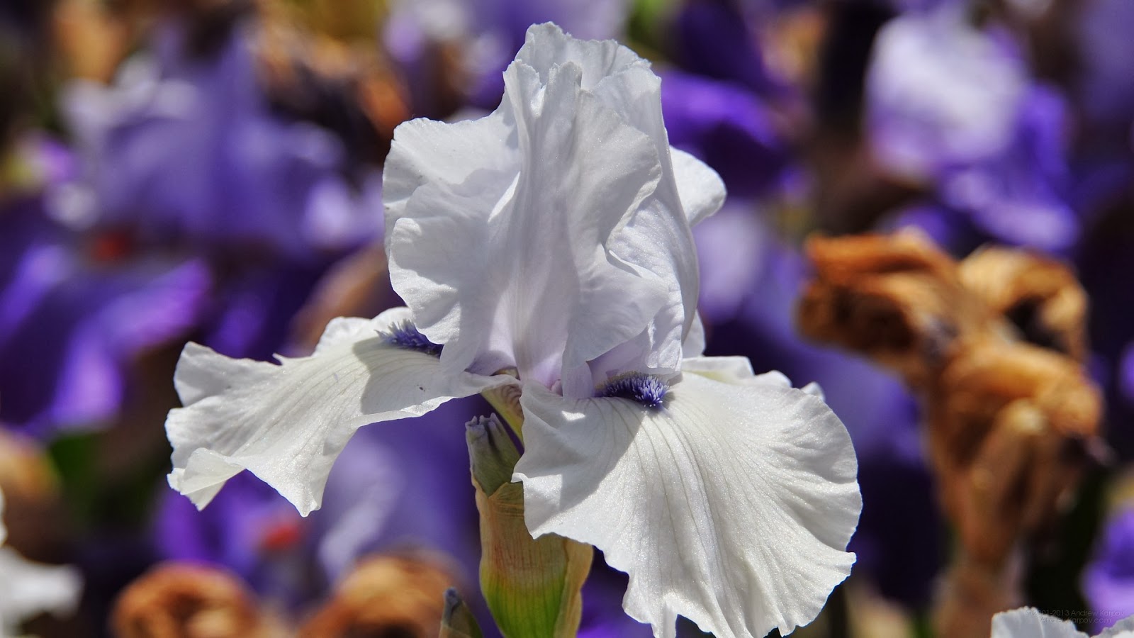One Hundred Wallpaper Iris Summer Flowers Wallpaper Hd