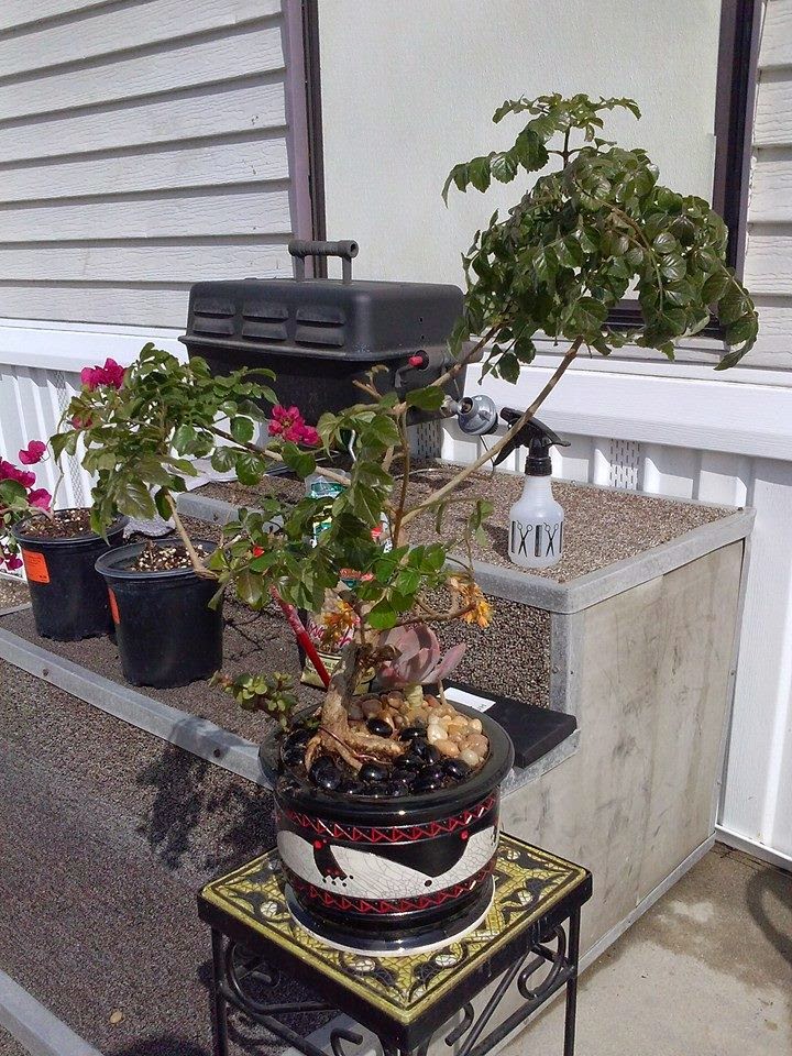 Handmade Ceramic Bonsai Pots by Matthew Kennedy