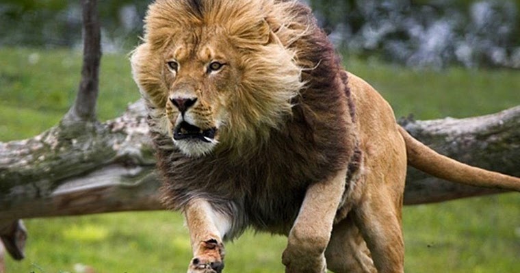 Quelylladas: Cazando leones