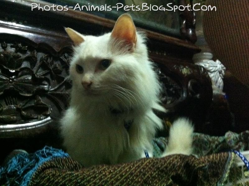 Dangerous of Wild Animals Cat fur ruffled