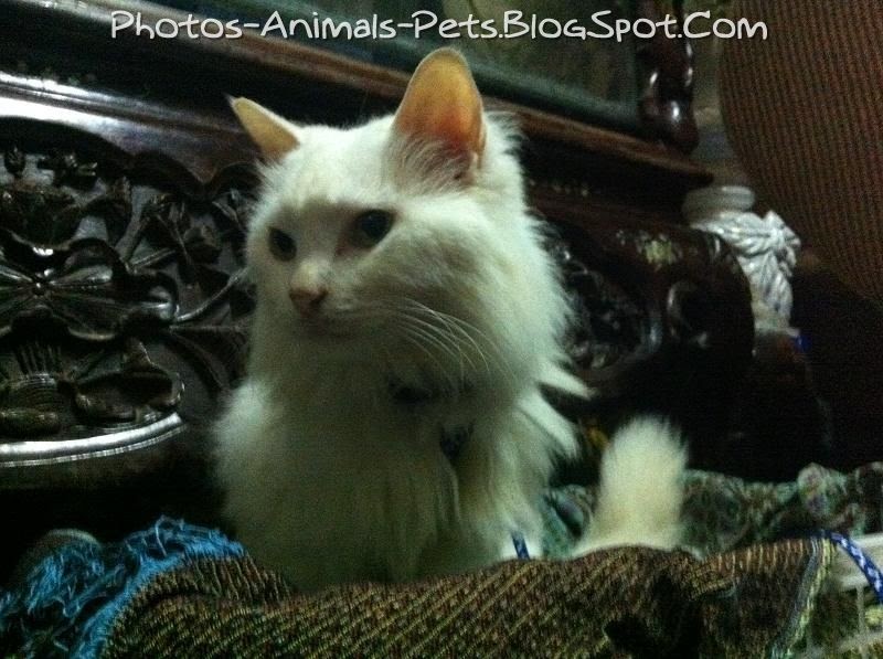 Cat fur ruffled