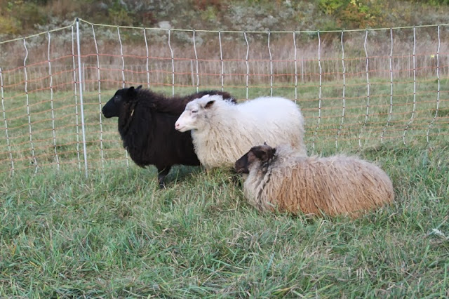 Icelandic ewes of Litengård farm