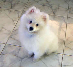 Finnish Spitz Puppy Image