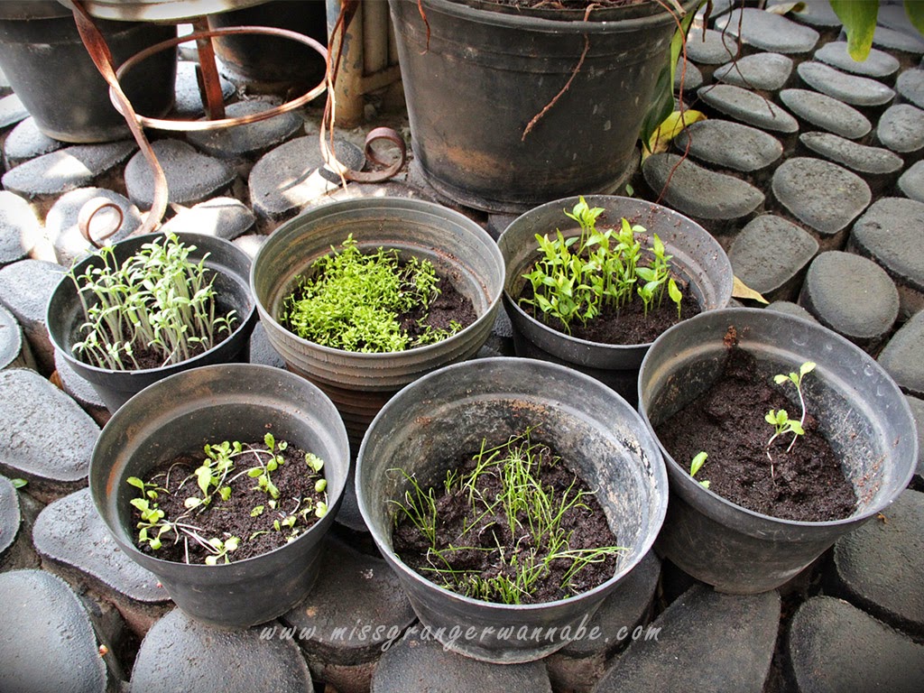 Kebun Kecilku Lia Harahap
