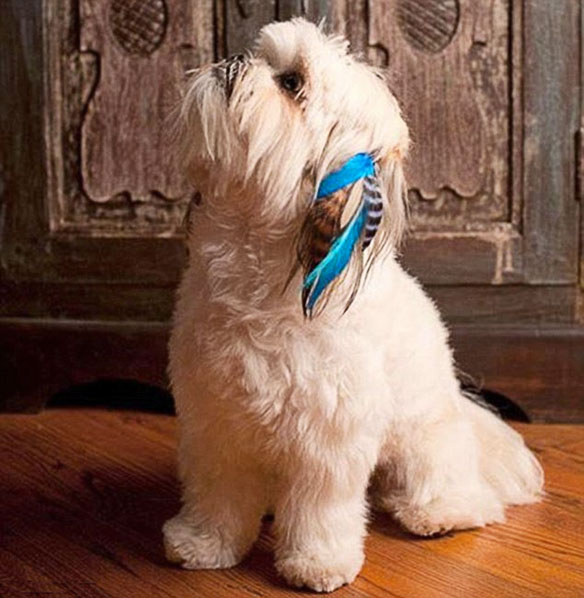 Latest Craze to Hit the Pet World DOG Hair Extensions! BOLD and