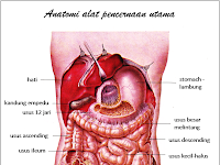 Anatomi Organ Dalam Tubuh Manusia Anatomi Organ Dalam Tubuh Manusia