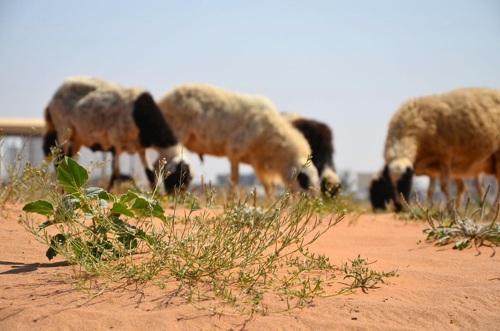 site de rencontre pour baba cool