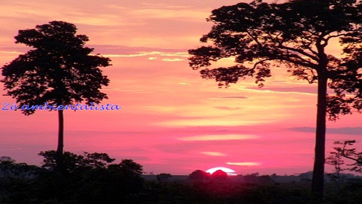 Por do sol entre castanheiras em Cabixi, sul de Rondônia.
