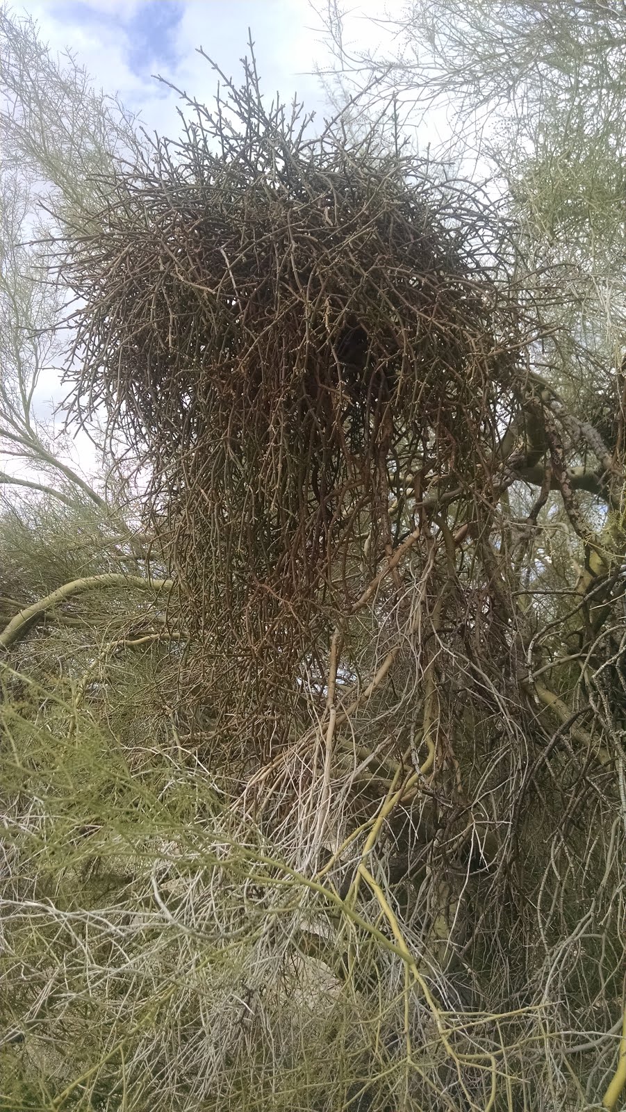 In The Company Of Plants And Rocks Tree Of The Month Desert Willow