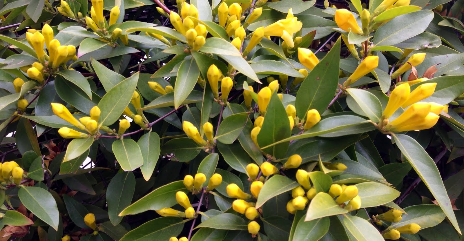 LIT's Living on Capitol Hill (Hell!?) The Yellow Flower Vine Fairyland