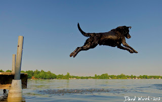 dog jumping off dock into lake water, max, lab, labrador, dog, chase