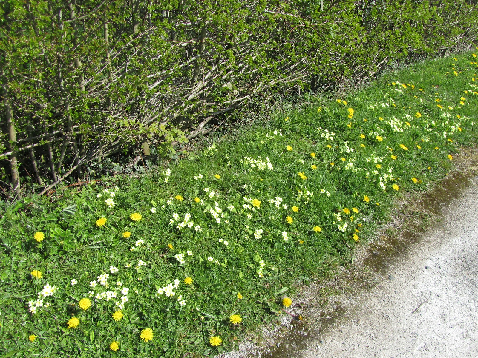 Narrowboat Armadillo Flowers and clouds.
