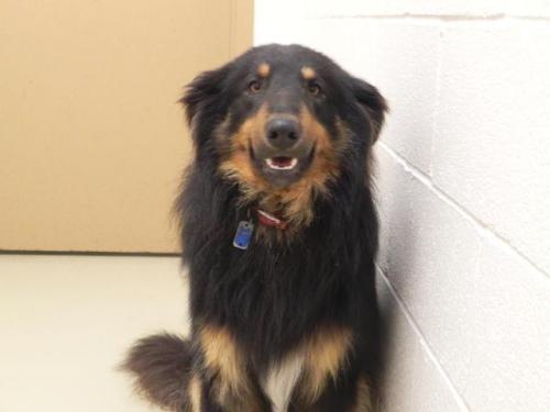 miami valley animal shelter