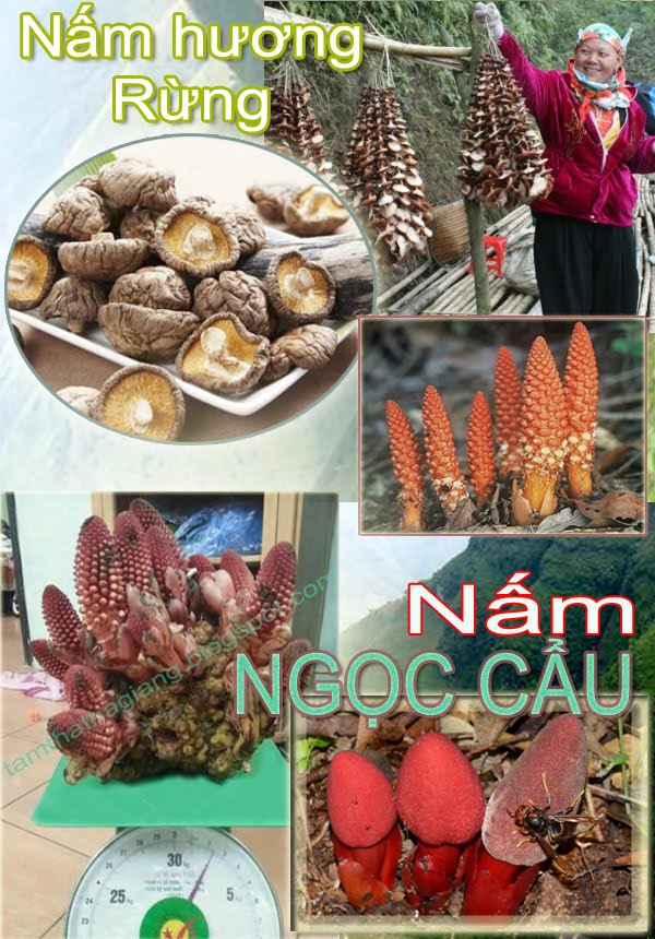 Nấm hương rừng, nấm Ngọc Cẩu Hà Giang