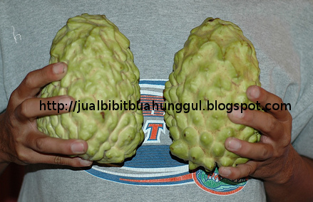 jual bibit buah bibit buah agrobisnis trubus jual bibit buah bibit buah agrobisnis trubus