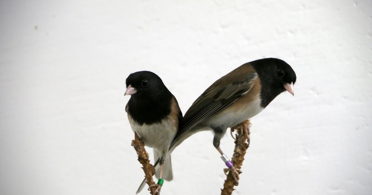 wild birds unlimited do birds attract mates with their scent wild birds unlimited do birds attract mates with their scent