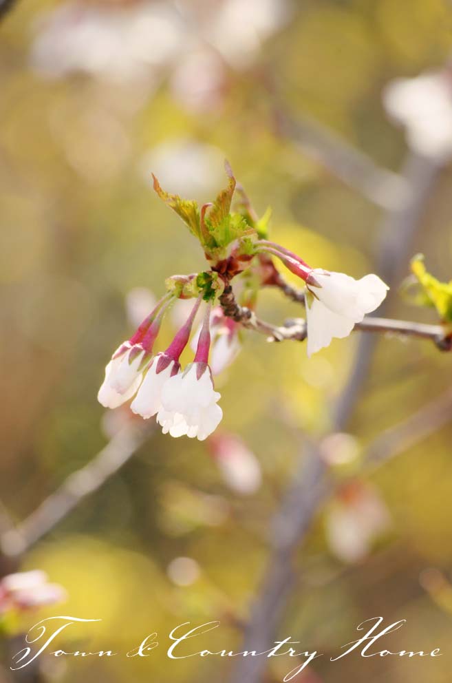 TOWN COUNTRY HOME: So Frenchy