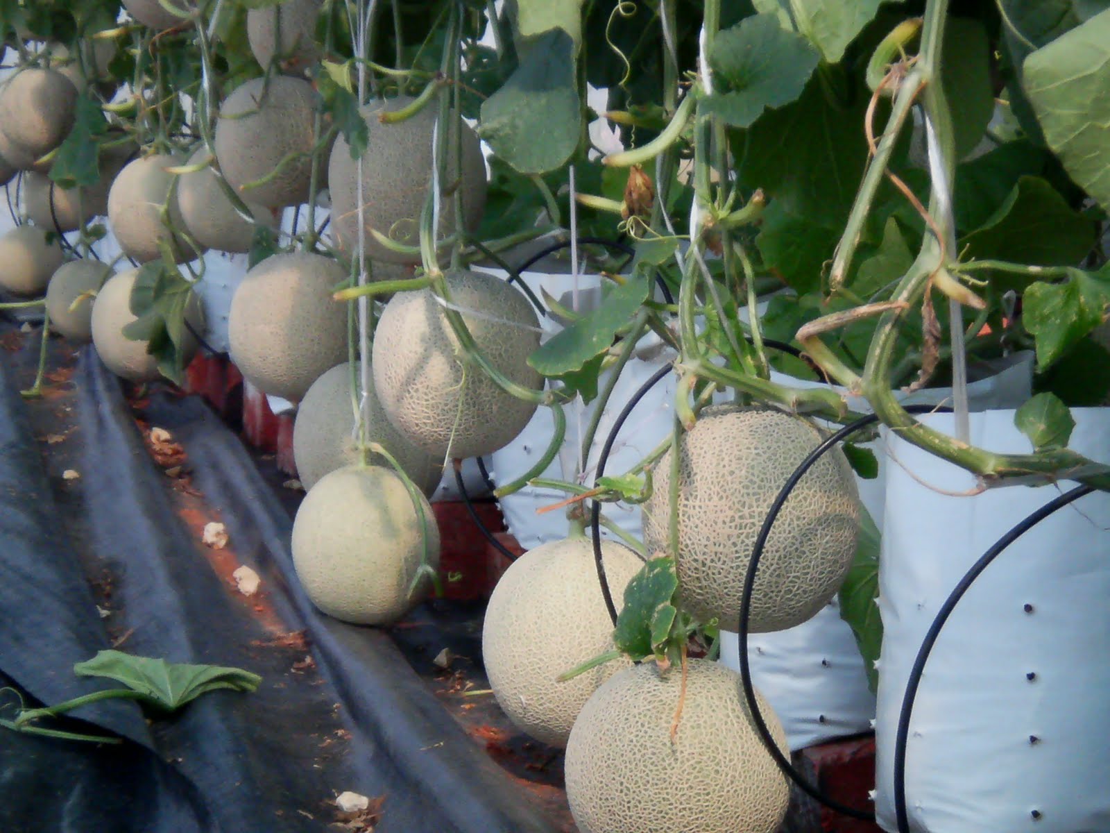 Bisnis Hobi Tanaman Dan Pertanian Budidaya Melon Di Lahan Sempit Dengan Polybag