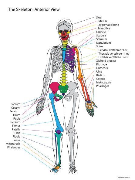 Paint Draw Paint, with Ross Bowns: Anatomy Basics: Skeleton anterior view