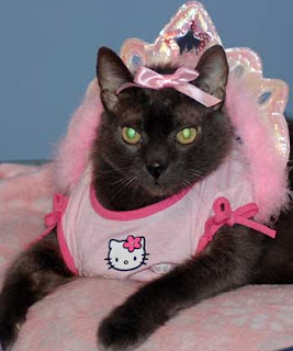 Pet cat wearing Hello Kitty princess costume