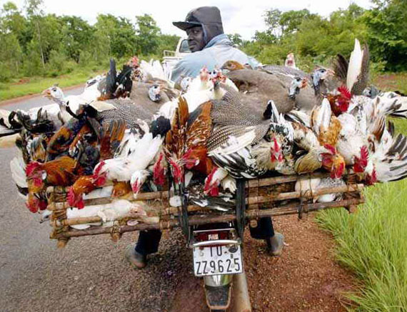 53+ Gambar Ayam Raksasa Lucu Paling Keren 53+ Gambar Ayam Raksasa Lucu Paling Keren