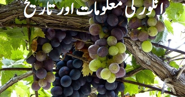 Class 1 grapes picture