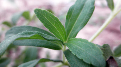 Multiplicar Stevia por esquejes